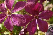 Clematis 'Negritjanka'